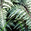 Athyrium niponicum - Pictum - Lady Fern, Athyrium