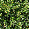 Berberis buxifolia - Nana - Berberis