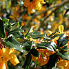Berberis lologensis - Apricot Queen - Berberis