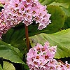 Bergenia crassifolia - Elephants ears, Bergenia