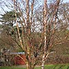 Betula albo-sinensis - Septentrionalis - Birch