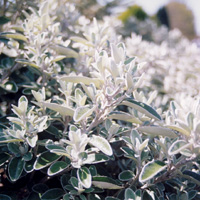 Brachyglottis Dunedin Group - 'Sunshine' (Brachyglottis)