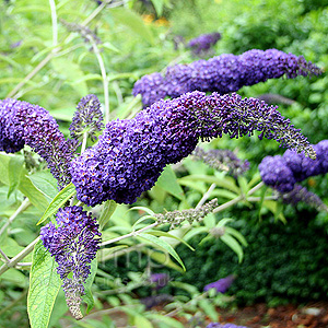 Buddleja davidii - Adokeep