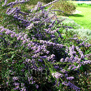 Ceanothus - 'Blue Jeans' (Californian Lilac, Ceanothus)
