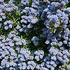 Ceanothus concha - Californian Lilac