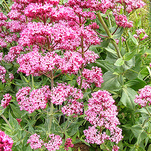 Centranthus ruber (Valerian, Centranthus)