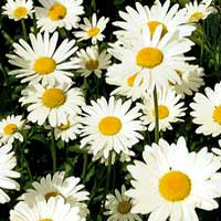 Chrysanthemum superbum - 'Marconi'