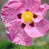 Cistus purpureus