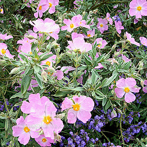 Cistus X bornetianus - Jester (Rock Rose)