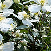 Clematis montana - Virgins Bower