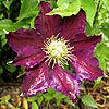 Clematis - The Vagabond - Clematis