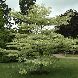 Cornus controversa - 'Variegata' (Variegated Dogwood)