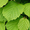 Corylus avellana - Hazel / Cobnut