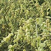 Corylopsis spicata - Corylopsis, Winter Hazel