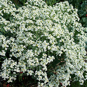 Crambe maritima (Crambe, Sea Kale)