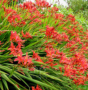 Crocosmia - 'Vulcan' (Montbretia, Crocosmia)