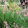 Dierama igneum - Angels Fishing Rod
