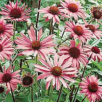 Echinacea purpurea (Coneflower)