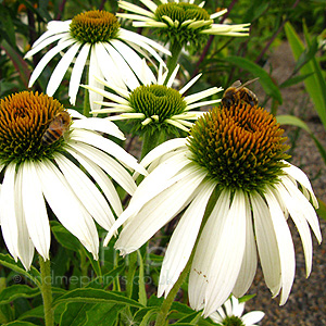 Echinacea purpurea - 'White Swan' (Echinacea,  Cone Flower)
