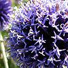 Echinops ritro - Veitchs Blue - Globe Thistle, Echinops
