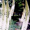 Eremurus himalaicus - Foxtail Lily, Eremurus
