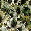 Eryngium giganteum - Eryngium