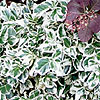 Euonymus fortunei - Silver Queen