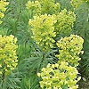 Euphorbia characias - Lambrook Gold - Spurge