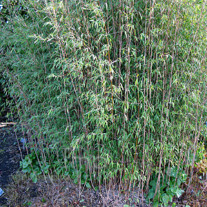 Fargesia nitida (Bamboo, Fargesia)