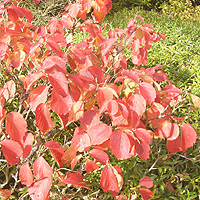 Fothergilla major (Witch Alder)