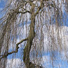 Fraxinus excelsior - Pendula - Weeping Ash
