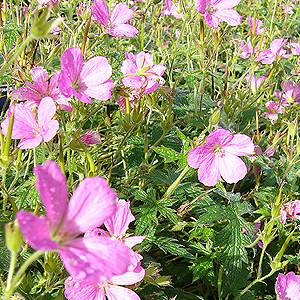 Geranium macrorrhizum - 'Bevans Variety' (Cranesbill)