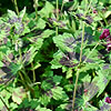 Geranium phaeum - Samobar - Cranesbill