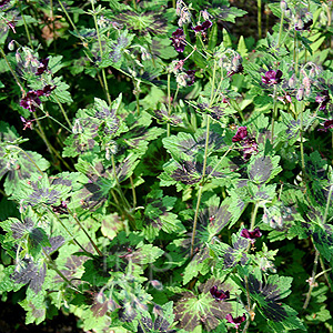Geranium phaeum - 'Samobar' (Cranesbill)
