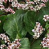 Bergenia - Silberlicht - Bergenia, Elephants ears