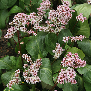 Bergenia - 'Silberlicht' (Bergenia, Elephants Ears)
