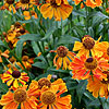 Helenium - Waldtraut - Sneezewort