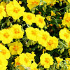 Helianthemum Ben Fhada - Rock Rose