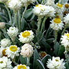 Helichrysum sibthorpii