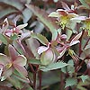Helleborus X Sternii - Ashwood Strain - hybrid hellebore, Helleborus