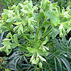 Helleborus feotidus - Stinking Hellebore, Helleborus