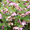 Helleborus orientalis - Christmas Rose, Helleborus