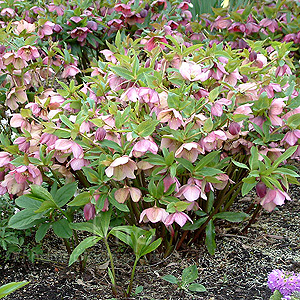 Helleborus orientalis (Christmas Rose, Helleborus)