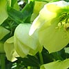 Helleborus X hybridus - hybrid hellebore, Helleborus