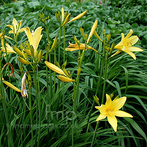 Hemerocallis lilio-asphodelus (Day Lily)