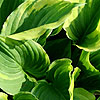 Hosta fortunei - Aureomarginata