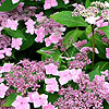 Hydrangea macrophylla - Mariesii