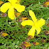 Hypericum olympicum