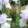 Iris - Happy Mood - Bearde Iris