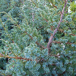 Juniperus chinensis - 'Blue Alps'